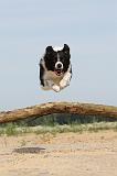BORDER COLLIE 482
